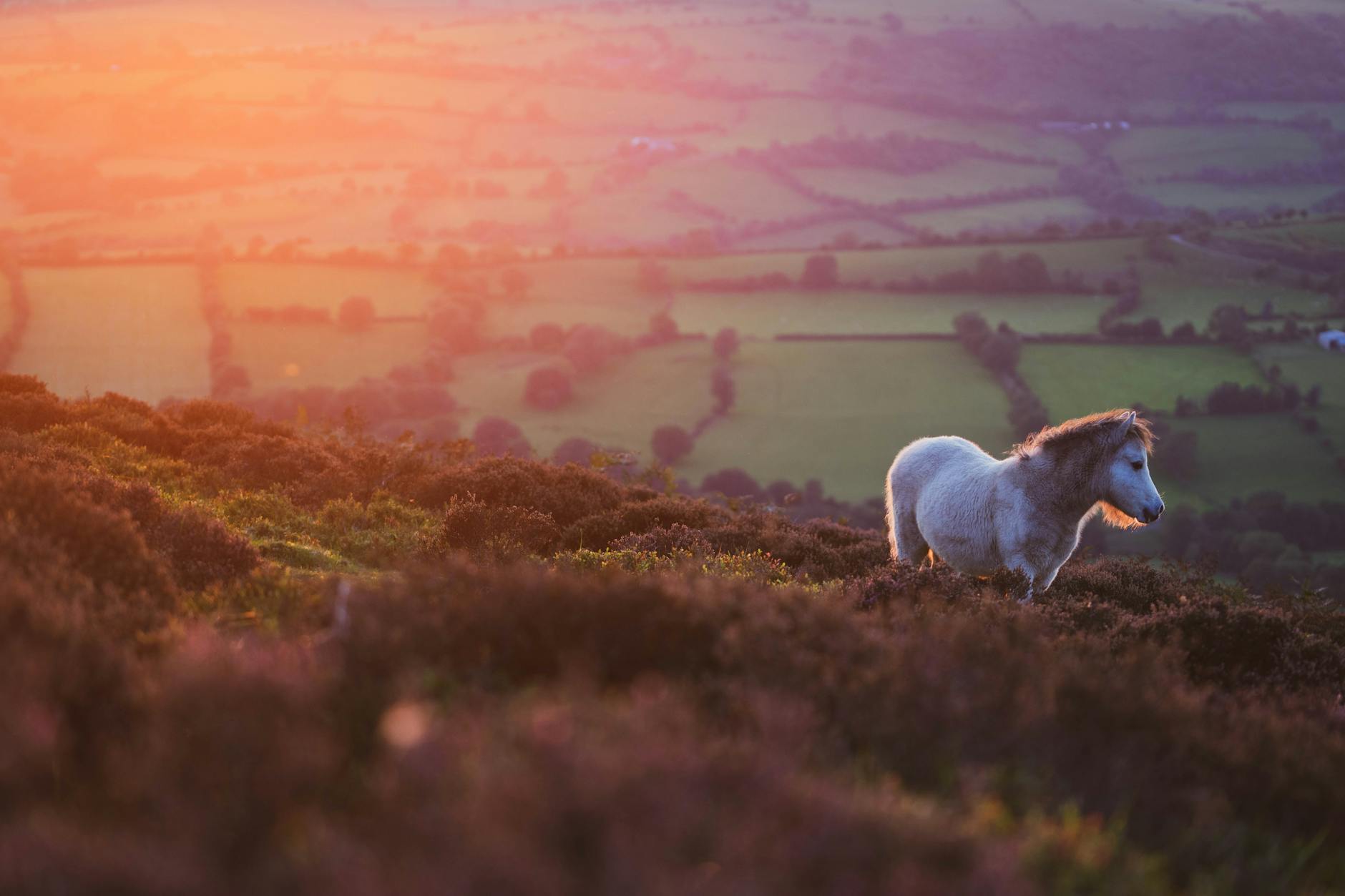 selective focus of a white pony on the mountain